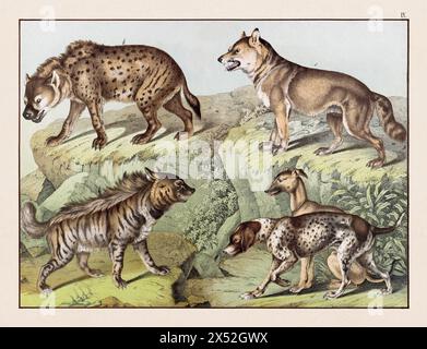 Vintage animal illustration publié dans un livre allemand d'histoire naturelle au 19ème siècle, vers 1870. Banque D'Images