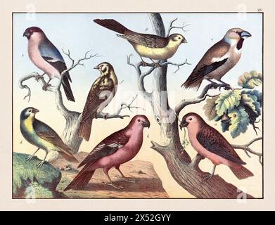 Vintage Bird illustration publié dans un livre allemand d'histoire naturelle au 19ème siècle, vers 1870. Banque D'Images