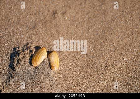 Deux obus sur le sable Banque D'Images