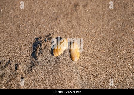 Deux obus sur le sable Banque D'Images