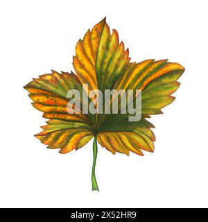 Aquarelle feuille de mûrier dessinée à la main. Illustration de baies vertes de forêt botanique sur fond isolé blanc. Bon pour les autocollants, les étiquettes et les salutations c Banque D'Images