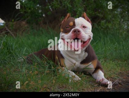 American Bully femelle Banque D'Images