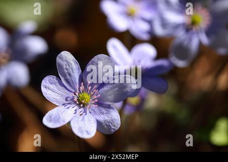 Incroyable pousse de fleur d'hepatica ronde-lobée macro. Faible profondeur de champ. Macro fleur de printemps. Banque D'Images