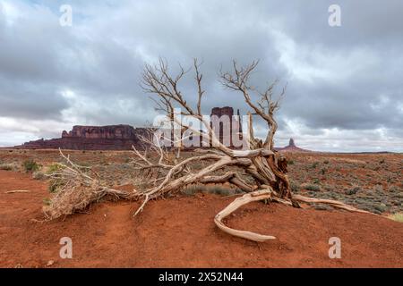 West Mitten butte dans le parc tribal Navajo de Monument Valley encadrée par un vieil arbre de fer mort pendant une tempête. Banque D'Images