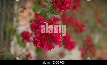 Bougainvilliers vibrants à murcie, en espagne, mettant en valeur ses fleurs cramoisies sur un fond vert doux et concentré. Banque D'Images