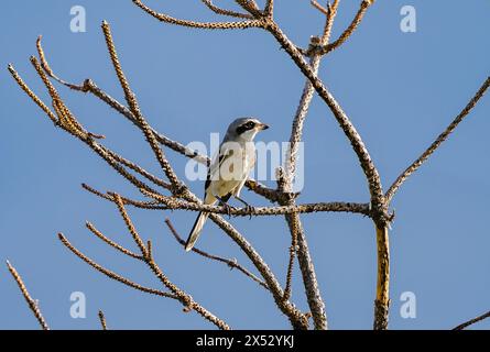 Un Shrike du Nord perché sur une branche épineuse avec un œil éclairé alors qu'il regarde vers la lumière. Banque D'Images