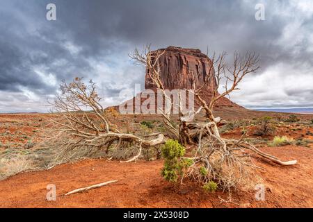 West Mitten butte dans le parc tribal Navajo de Monument Valley encadrée par un vieil arbre de fer mort pendant une tempête. Banque D'Images