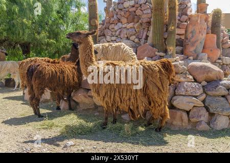 Groupe de lamas dans une ferme à Jujuy, Argentine. Banque D'Images