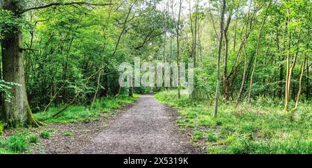 Vue du chemin traversant la forêt. Scène de sentier forestier. Chemin forestier Banque D'Images