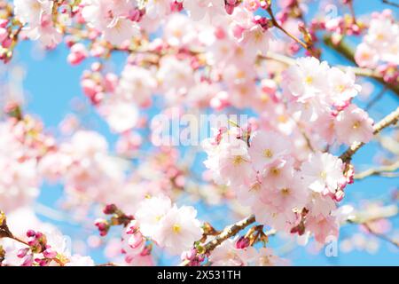 Cerise japonaise (Prunus serrulata), aussi cerise orientale, cerise d'Asie de l'est ou cerise Grannen, brindilles d'un cerisier avec brillant, délicat, rose et Banque D'Images