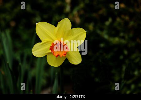 Jonquille jaune-orange (Narcisse), fleur unique dans un jardin, Wilnsdorf, Rhénanie du Nord-Westphalie, Allemagne Banque D'Images