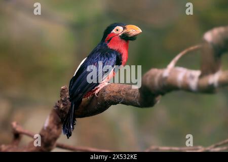 Barbet barbu, (Lybius dubius), adulte, mâle, attente, arbre, captif Banque D'Images