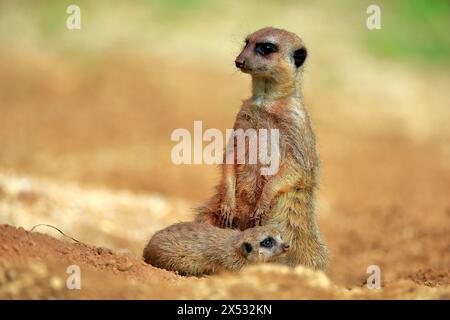 Suricate (Suricata suricatta), adulte, jeune animal, à la tanière, vigilant, captif Banque D'Images