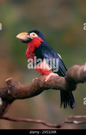 Barbet barbu, (Lybius dubius), adulte, mâle, attente, arbre, captif Banque D'Images