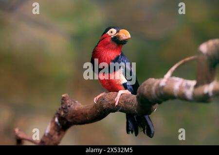 Barbet barbu, (Lybius dubius), adulte, mâle, attente, arbre, captif Banque D'Images