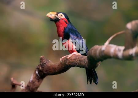 Barbet barbu, (Lybius dubius), adulte, mâle, attente, arbre, captif Banque D'Images