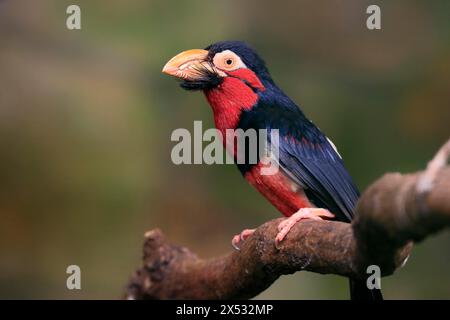 Barbet barbu, (Lybius dubius), adulte, mâle, attente, arbre, captif Banque D'Images