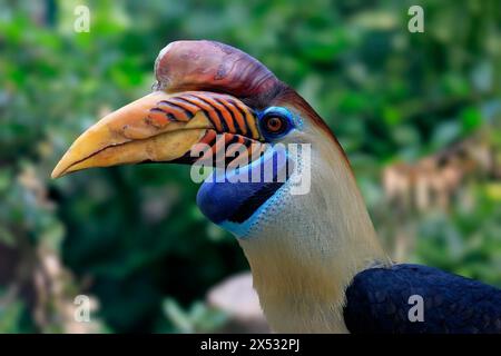 Hornbill à boutons, (Rhyticeros cassidix), adulte, portrait, captif Banque D'Images