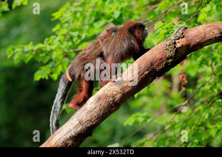 Titi cuivré (Plecturocebus cupreus), adulte, femelle, jeune animal, sur le dos de la mère, sur l'arbre, alerte, captif, Amérique du Sud Banque D'Images