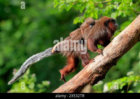 Titi cuivré (Plecturocebus cupreus), adulte, femelle, jeune animal, sur le dos de la mère, sur l'arbre, alerte, captif, Amérique du Sud Banque D'Images