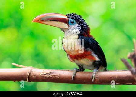 Aracari à crête frisée (Pteroglossus beauharnaesii), adulte, sur arbre, captif, Amérique du Sud Banque D'Images