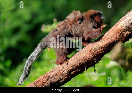 Titi cuivré (Plecturocebus cupreus), adulte, femelle, jeune animal, sur le dos de la mère, sur l'arbre, alerte, captif, Amérique du Sud Banque D'Images