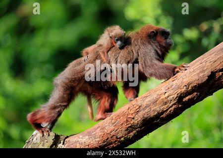 Titi cuivré (Plecturocebus cupreus), adulte, femelle, jeune animal, sur le dos de la mère, sur l'arbre, alerte, captif, Amérique du Sud Banque D'Images