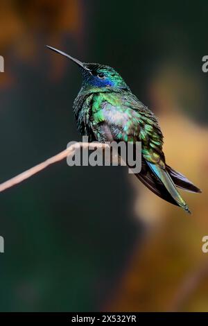 Colibri coruscans à oreilles violettes, adulte, mâle, en perche, captive, Amérique du Sud Banque D'Images