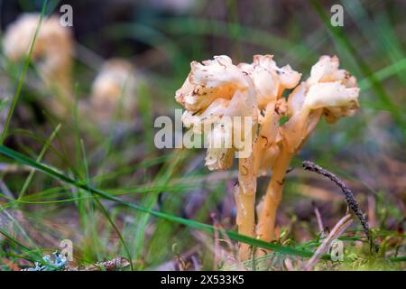 Pipe de Hollandais (Monotropa hypopitys) plante sauvage sans chlorophylle qui pousse sur le sol forestier Banque D'Images