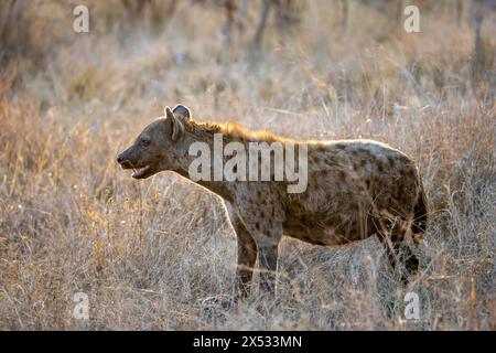 Hyènes tachetées (Crocuta crocuta), animal femelle adulte dans les hautes herbes à la lumière du soir, parc national Kruger, Afrique du Sud Banque D'Images