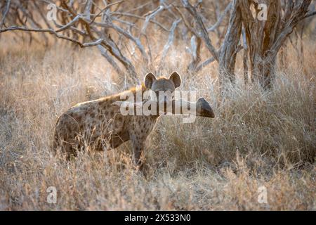 Hyènes tachetées (Crocuta crocuta) avec la patte d'une girafe dans sa bouche, animal femelle adulte dans les hautes herbes dans la lumière du soir, Kruger National Banque D'Images