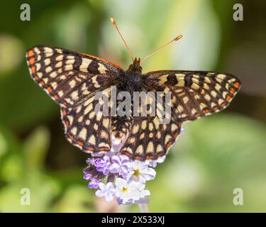 Chalcedon Checkerspot sirotant du nectar de fleur d'héliotrope. Los Altos Hills, comté de Santa Clara, Californie, États-Unis. Banque D'Images