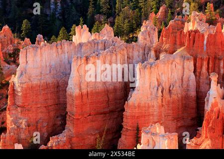 Les faces rocheuses brillent de couleurs chaudes à la lumière du soleil bas, Parc national de Bryce Canyon, Amérique du Nord, États-Unis, Sud-Ouest, Utah Banque D'Images