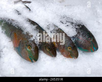 Exposition de poissons pêchés poissons entiers poisson-perroquet bleu (Scarus ghobban) sur glace dans le comptoir réfrigéré comptoir de poisson des ventes de poisson poissonnier, nourriture Banque D'Images