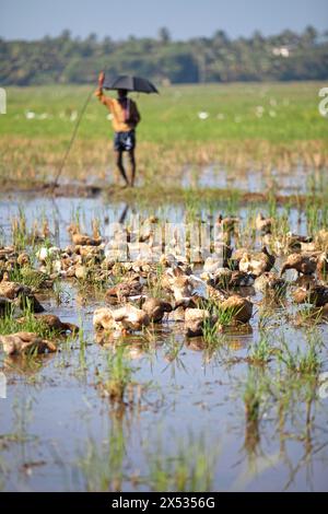 Canards se baignant sur un champ inondé, homme indien avec observation parapluie, Kavanattinkara, backwaters, Kerala, Inde Banque D'Images