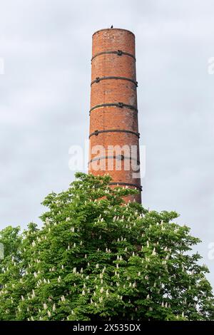 Cheminée, arbre, châtaignier, ancienne fabrique de miel, Wilhelmsburg, Hambourg, Allemagne Banque D'Images