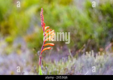 Watsonia tabularis ou table Mountain watsonia fleur d'orange près dans la nature à la réserve naturelle de Cape point en été avec espace de copie Banque D'Images