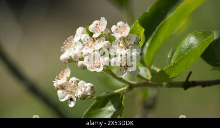 Aronia melanocarpa en fleurs en gros plan. Fleurs blanches de chokeberry noir, floraison d'aronia avec des feuilles vertes Banque D'Images