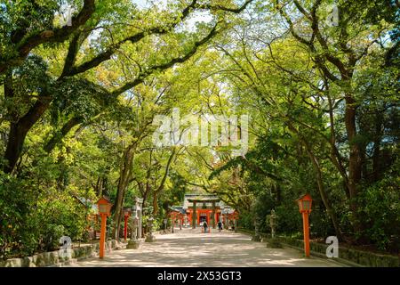 Fukuoka, Japon - 10 avril 2024 : forêt verte du Sanctuaire Sumiyoshi Banque D'Images