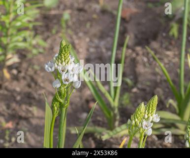 Naples fleurs d'ail fleurissant dans le jardin sous la lumière du soleil Allium neapolitanum Banque D'Images