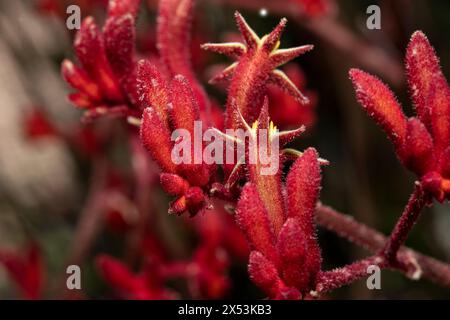 Fleur de plante indigène australienne Kangaroo Paws (Anigozanthos sp.) Banque D'Images