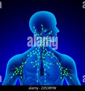 Ganglions lymphatiques humains en tant que glande du système lymphatique concept et système immunitaire en tant qu'anatomie humaine concept d'organe lymphoïde avec vaisseaux ganglionnaires. Banque D'Images