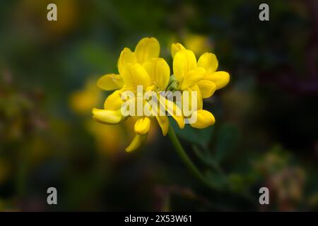 Gros plan des fleurs de Coronilla valentina subsp. Glauca 'Citrina' dans un jardin au printemps Banque D'Images