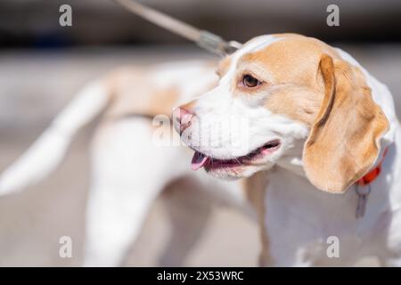 Portrait extérieur d'un beau chien Beagle. Portrait de chien Beagle dans une journée d'été ensoleillée. Gros plan portrait d'un chien Beagle de race pure sur le trottoir de pierre Banque D'Images