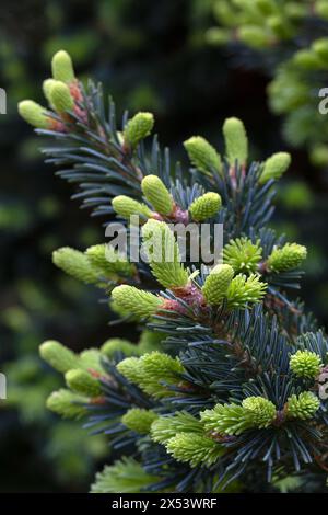 Gros plan des cônes d'Abies lasiocarpa var. Arizonica 'Compacta' dans un jardin au début de l'été Banque D'Images