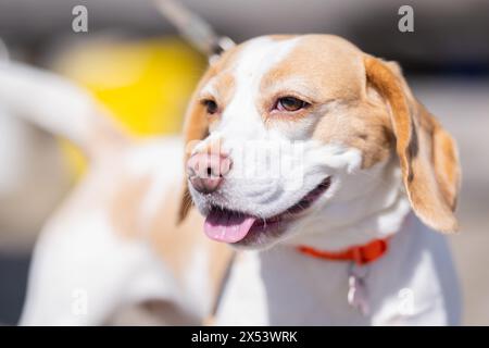 Portrait extérieur d'un beau chien Beagle. Portrait de chien Beagle dans une journée d'été ensoleillée. Gros plan portrait d'un chien Beagle de race pure sur le trottoir de pierre Banque D'Images