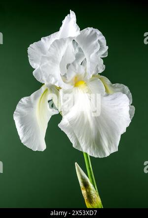 Belle immortalité d'iris blanc florissant sur un fond vert. Gros plan de la tête de fleur. Banque D'Images