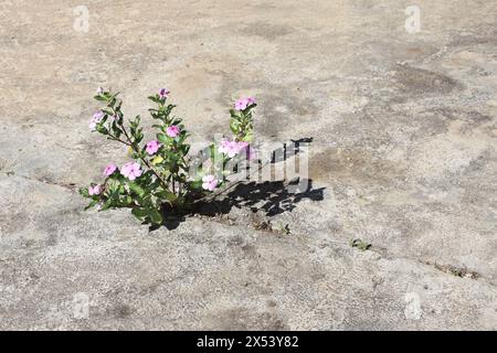 Plante poussant à travers de l'asphalte fissuré. Petite plante avec des fleurs pousse dans le béton. Vision pleine d'espoir de la vie comme lutte, force, pouvoir et déterminati Banque D'Images