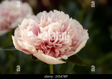 Le saumon gravé rose double pivoine a fleuri en été Banque D'Images