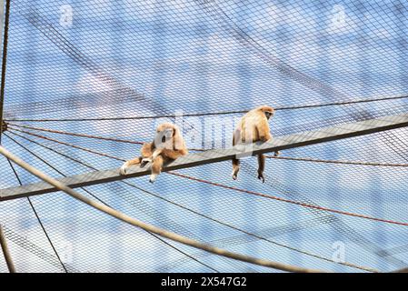 Couple de gibbons à mains blanches LAR gibbon Hylobates LAR primate menacé en captivité au zoo de Sofia, Sofia Bulgarie, Europe de l'est, Balkans, UE Banque D'Images